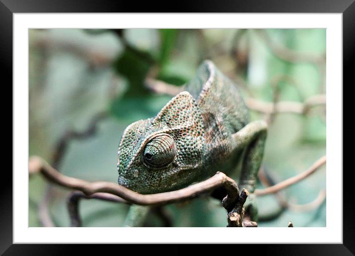  Karma Chameleon Framed Mounted Print by Kieron Butler