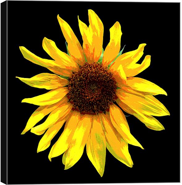 Revised Sunflower  Canvas Print by james balzano, jr.