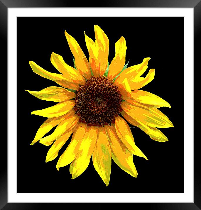 Revised Sunflower  Framed Mounted Print by james balzano, jr.
