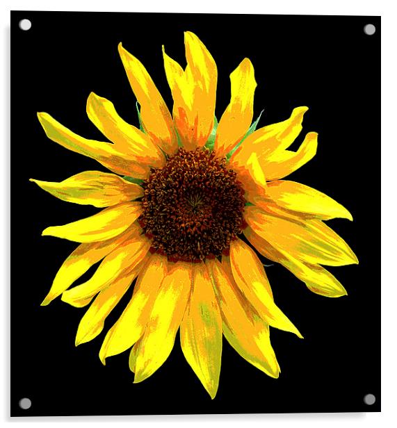 Revised Sunflower  Acrylic by james balzano, jr.