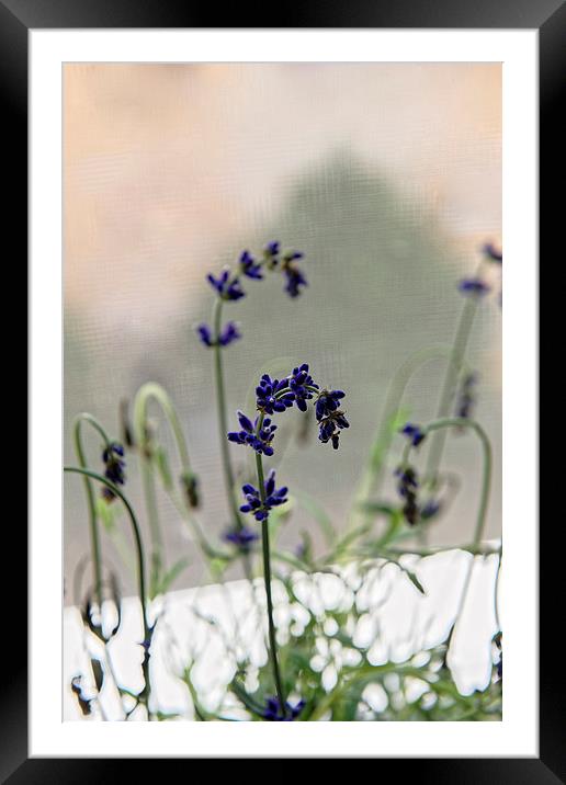 growing lavender vase Framed Mounted Print by Adrian Bud