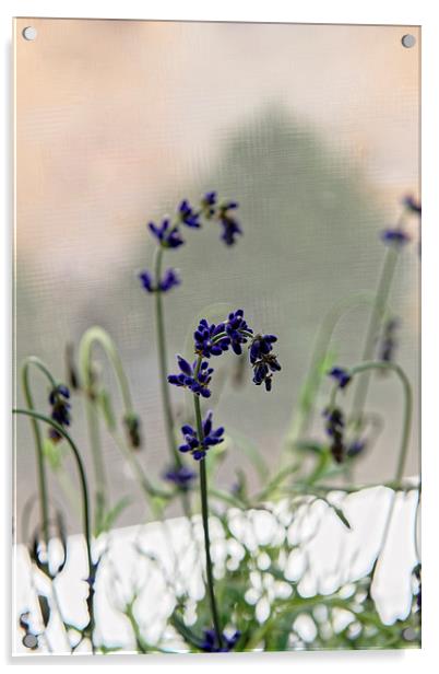 growing lavender vase Acrylic by Adrian Bud