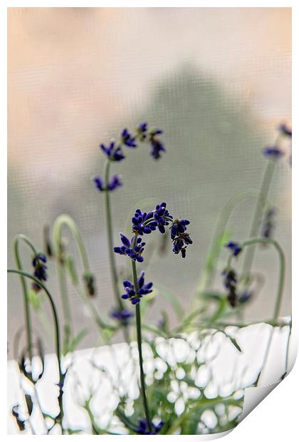 growing lavender vase Print by Adrian Bud