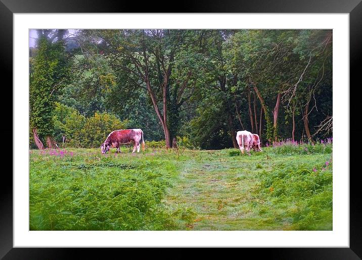  Grazing Cows on Chorleywood Common in Hertfordshi Framed Mounted Print by Sue Bottomley