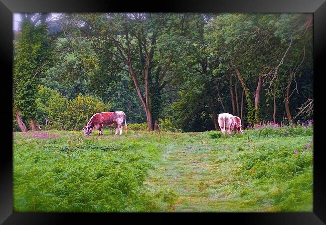  Grazing Cows on Chorleywood Common in Hertfordshi Framed Print by Sue Bottomley