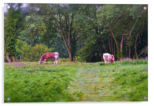  Grazing Cows on Chorleywood Common in Hertfordshi Acrylic by Sue Bottomley