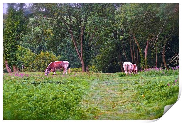  Grazing Cows on Chorleywood Common in Hertfordshi Print by Sue Bottomley