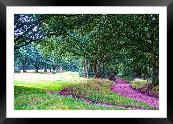Choleywood Common wooded area  Framed Mounted Print by Sue Bottomley