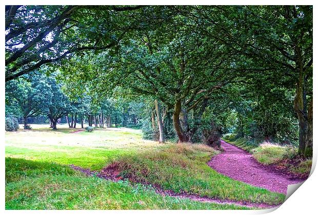 Choleywood Common wooded area  Print by Sue Bottomley