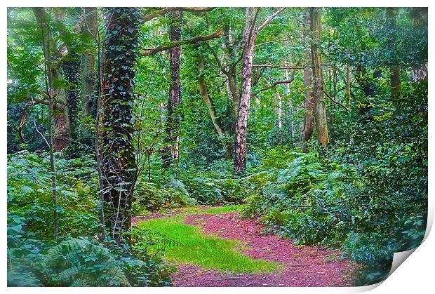 Woodland Area in Chorlywood Common in Hertfordshir Print by Sue Bottomley