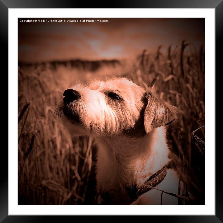 Parson Russell Terrier in Barley Field - Warm Tone Framed Mounted Print by Mark Purches