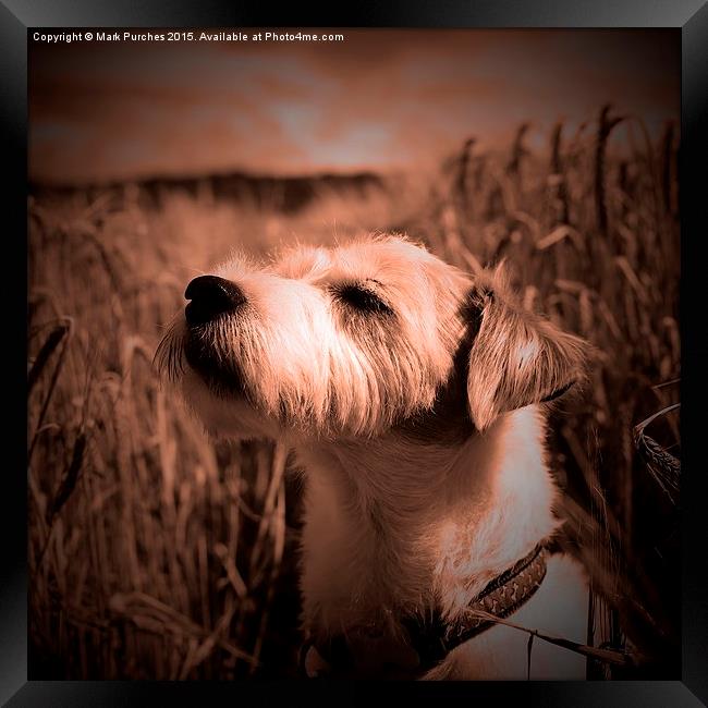 Parson Russell Terrier in Barley Field - Warm Tone Framed Print by Mark Purches