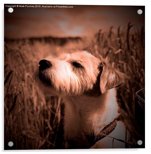 Parson Russell Terrier in Barley Field - Warm Tone Acrylic by Mark Purches
