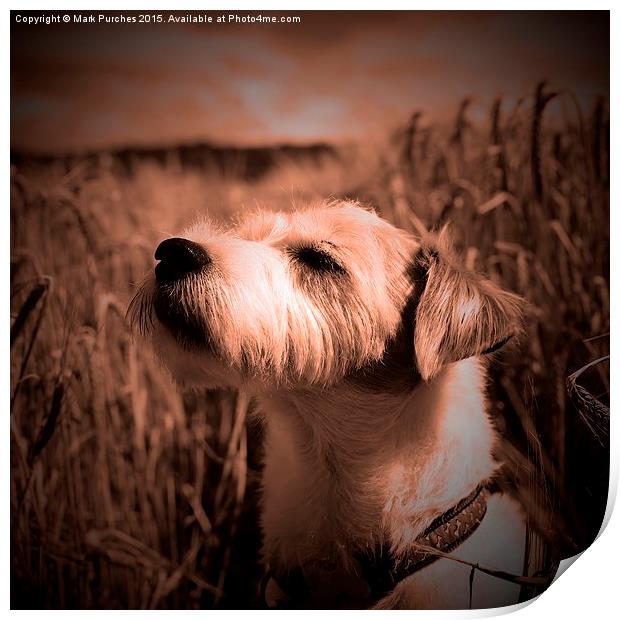 Parson Russell Terrier in Barley Field - Warm Tone Print by Mark Purches