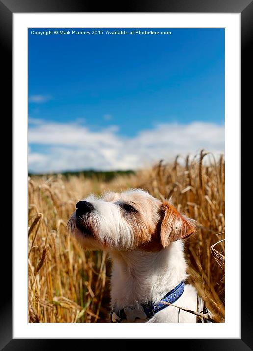 Parson Russell Terrier Sunbathing Framed Mounted Print by Mark Purches
