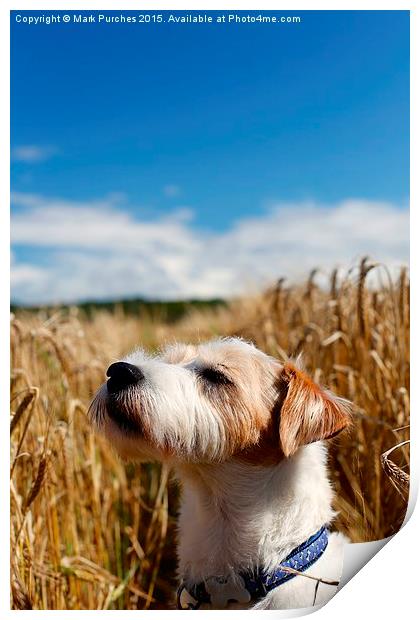 Parson Russell Terrier Sunbathing Print by Mark Purches