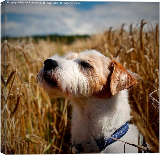 Parson Russell Terrier in Barley Field Smelling th Canvas Print by Mark Purches