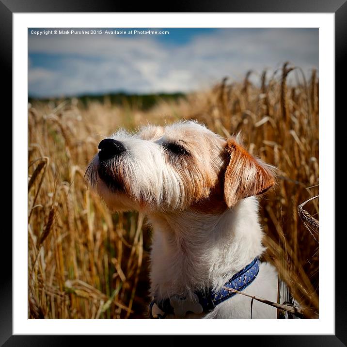 Parson Russell Terrier in Barley Field Smelling th Framed Mounted Print by Mark Purches