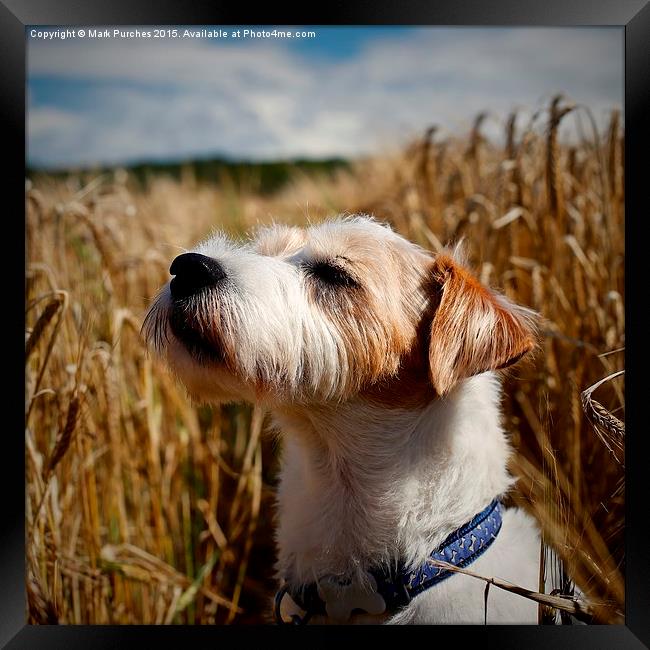Parson Russell Terrier in Barley Field Smelling th Framed Print by Mark Purches