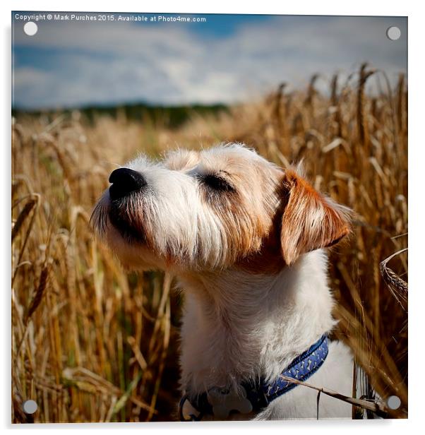 Parson Russell Terrier in Barley Field Smelling th Acrylic by Mark Purches