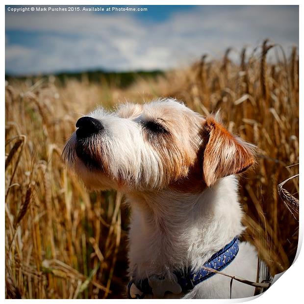 Parson Russell Terrier in Barley Field Smelling th Print by Mark Purches