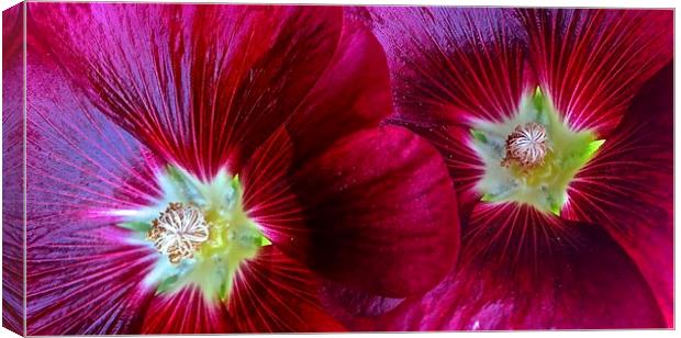  Two Red Hollyhocks in a row Canvas Print by Sue Bottomley