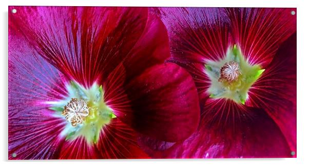  Two Red Hollyhocks in a row Acrylic by Sue Bottomley