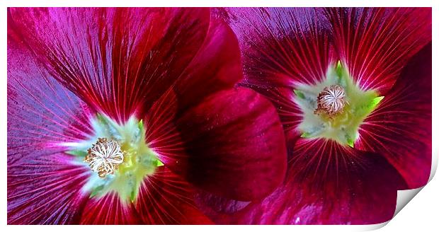  Two Red Hollyhocks in a row Print by Sue Bottomley