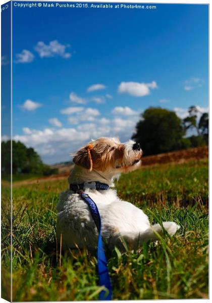 Parson Russell Terrier Lying on Grass Canvas Print by Mark Purches