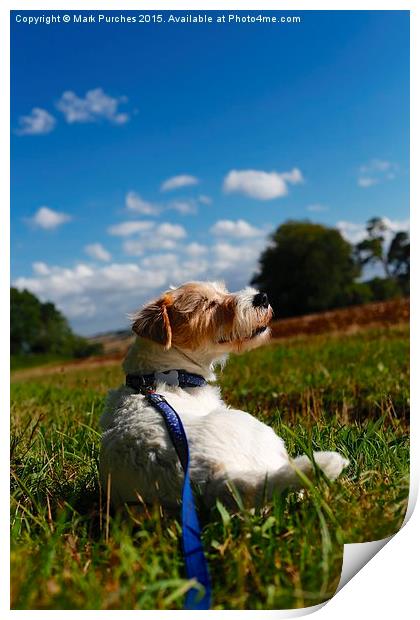 Parson Russell Terrier Lying on Grass Print by Mark Purches