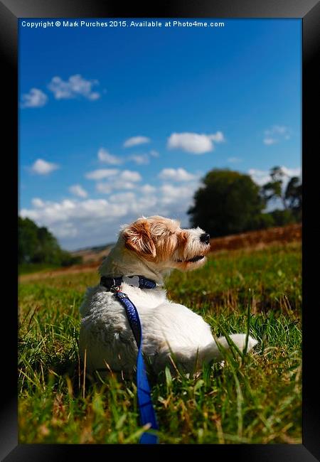 Parson Russell Terrier Lying on Grass Framed Print by Mark Purches