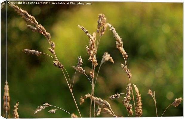  Wild Grass in a meadow Canvas Print by Louise Lord