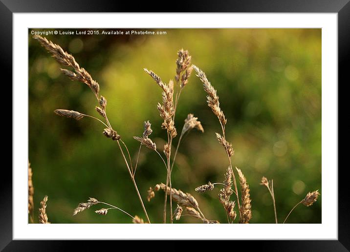  Wild Grass in a meadow Framed Mounted Print by Louise Lord