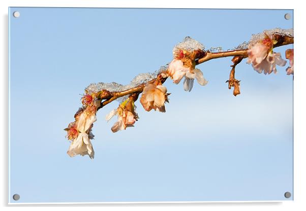 winter flowers Acrylic by Maciej Pawlikowski