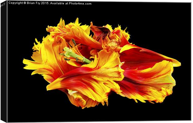  Flame Canvas Print by Brian Fry