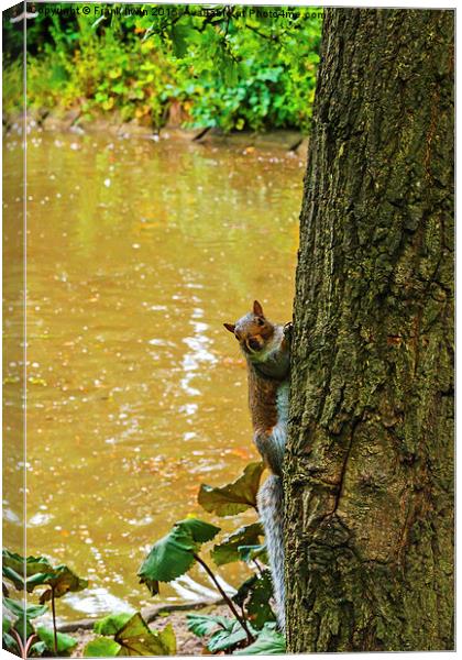  A Cute squirrel pops out from behind a tree! Canvas Print by Frank Irwin
