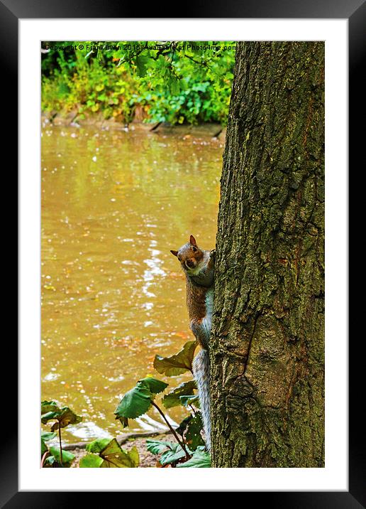  A Cute squirrel pops out from behind a tree! Framed Mounted Print by Frank Irwin