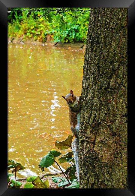  A Cute squirrel pops out from behind a tree! Framed Print by Frank Irwin