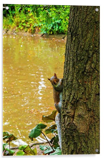  A Cute squirrel pops out from behind a tree! Acrylic by Frank Irwin