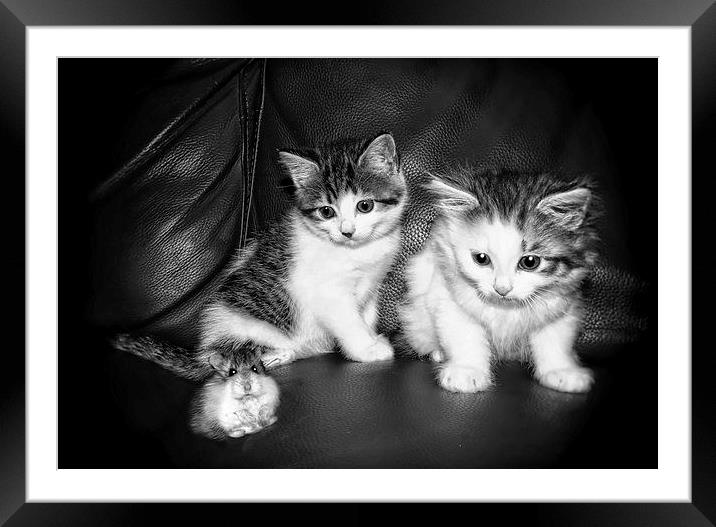  Smudge (Left) Blotch (Right) and Fifi by JCstudio Framed Mounted Print by JC studios LRPS ARPS