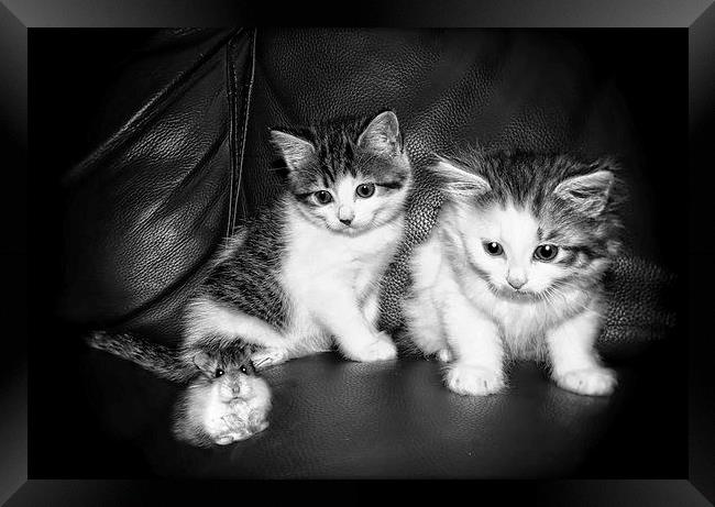  Smudge (Left) Blotch (Right) and Fifi by JCstudio Framed Print by JC studios LRPS ARPS