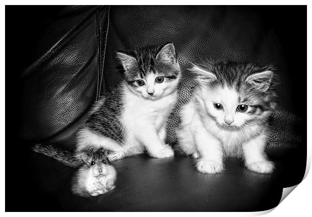  Smudge (Left) Blotch (Right) and Fifi by JCstudio Print by JC studios LRPS ARPS