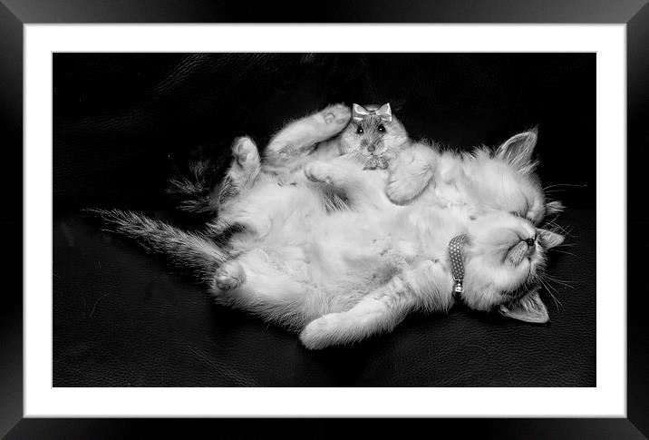  While the cats away.............................. Framed Mounted Print by JC studios LRPS ARPS