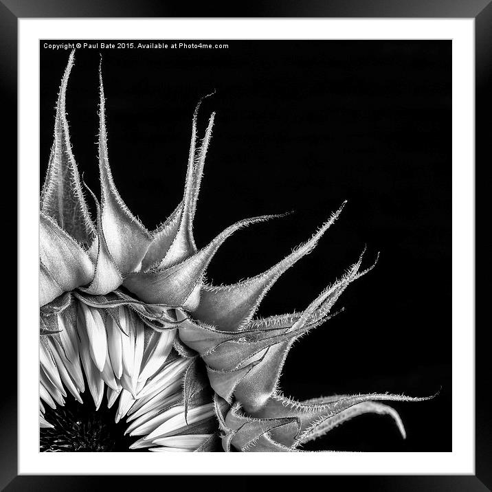  Sunflower Framed Mounted Print by Paul Bate