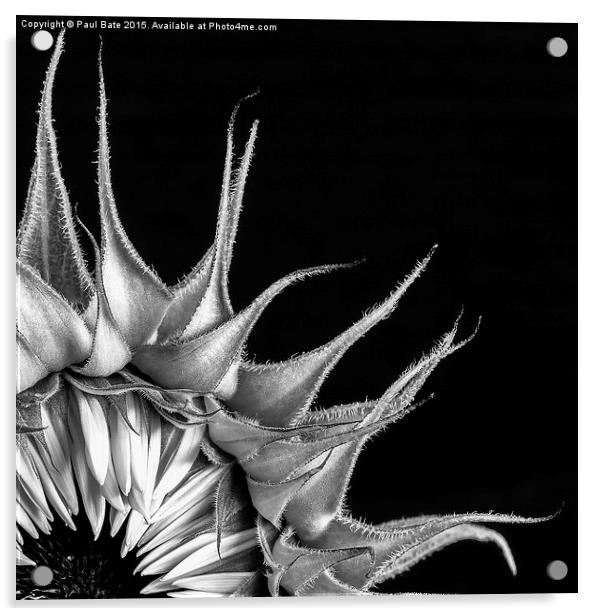  Sunflower Acrylic by Paul Bate