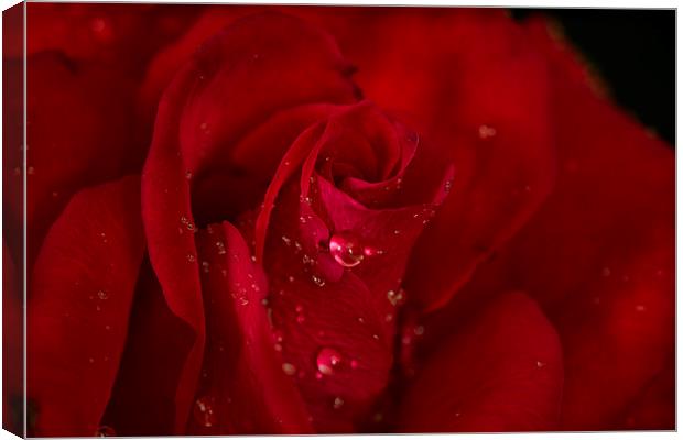  Red rose Canvas Print by Eddie John