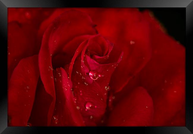  Red rose Framed Print by Eddie John