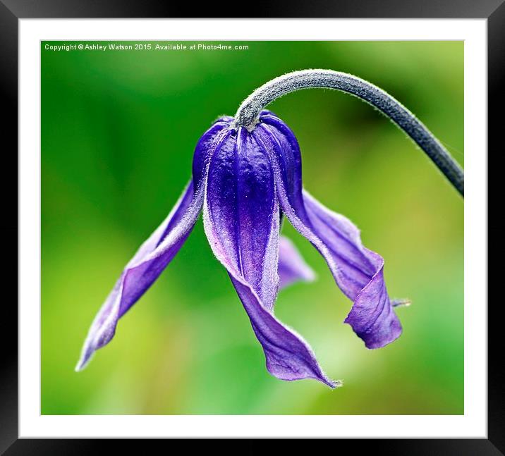  Clematis Beauty Framed Mounted Print by Ashley Watson