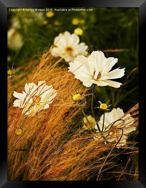 Cosmos and Grasses Framed Print by Ashley Watson