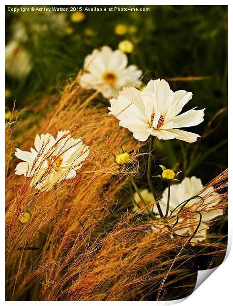  Cosmos and Grasses Print by Ashley Watson
